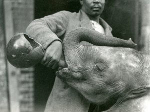 Junger afrikanischer Elefant Kiberenge wird von Darisha getränkt, während Syed Ali im Hintergrund zusieht, London Zoo, September 1923